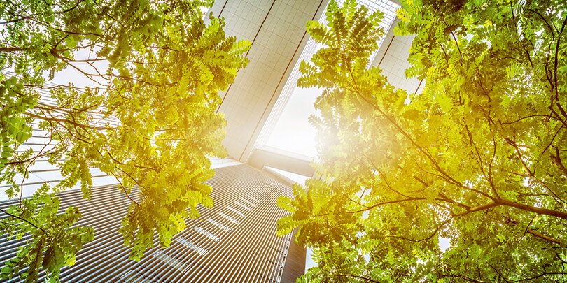 Luce attraverso gli alberi e skyline